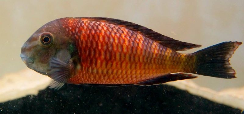 Tropheus sp. 'red' Kalambwe